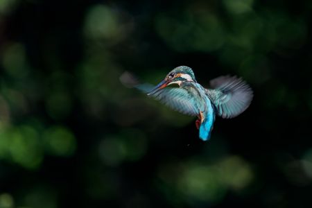カワセミのホバリング