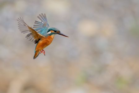 カワセミのホバリング