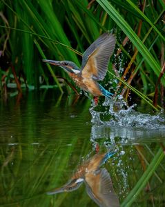 リフレクション