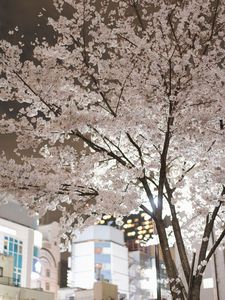 新橋の桜田公園