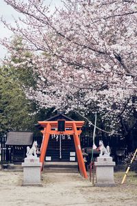 cherry blossom and small shrine