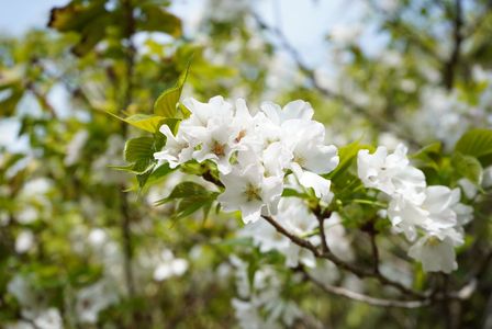 鵜戸神宮の桜