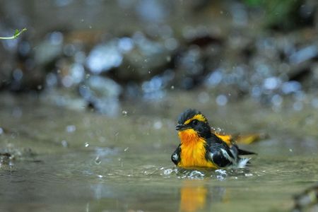 水場のキビタキ