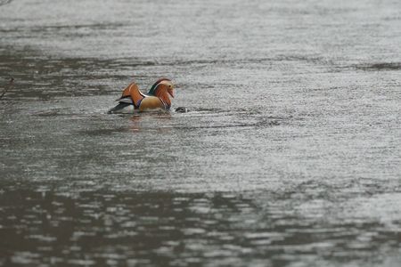 如月のオシドリ