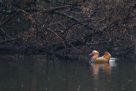 如月のオシドリ