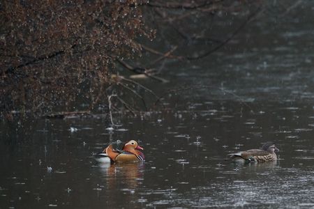 如月のオシドリ
