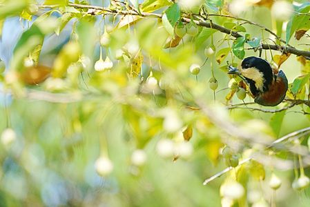 エゴノキにヤマガラちゃん