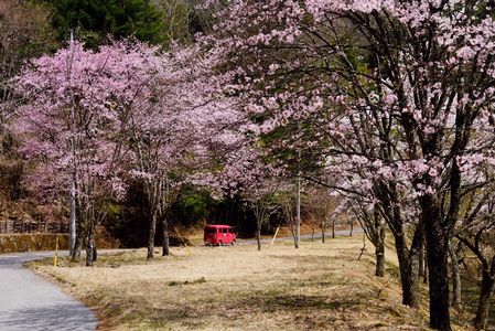 桜便り