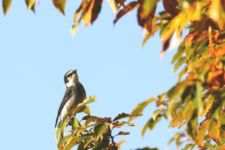 サンショウクイ　かな