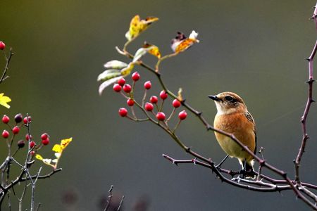 危ない止まり木
