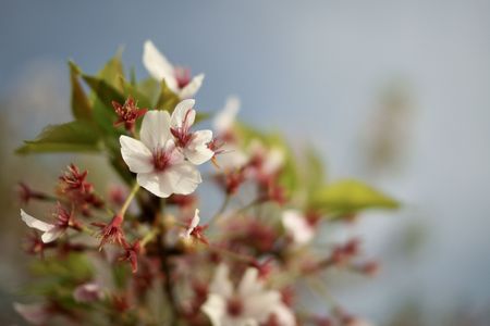 名残桜