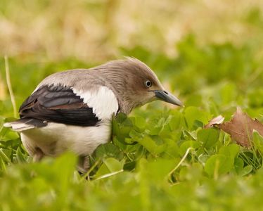 旅立ち前のカラムクドリさん