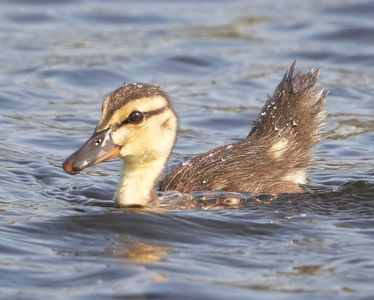 マガモのお子様