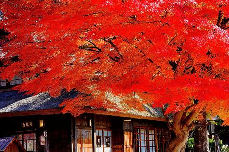 古民家と深紅の紅葉