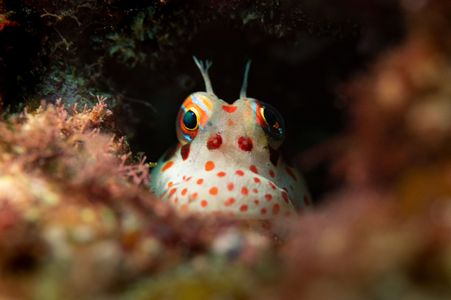 モンツキカエルウオとにらめっこ