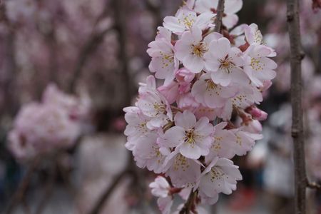 枝垂れ桜