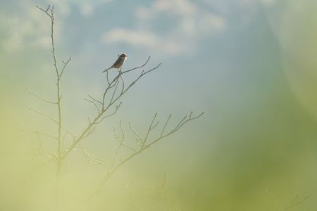 モズ君さえずる