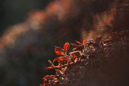 小さい秋み～つけた