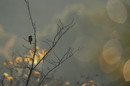 モズ君おはようさん