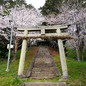 鳥居と桜（広島県）