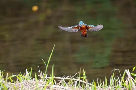 カワセミのホバリング