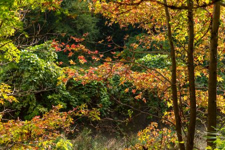 SAL50F14で秋を探しに