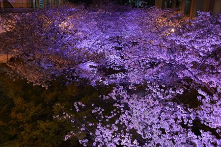 ライトアップ　パープル