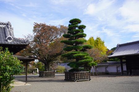 左近の桜、黒松、そして銀杏（弘道館にて）
