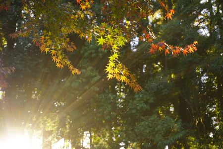 もみじ谷（夕暮れ時の散歩）