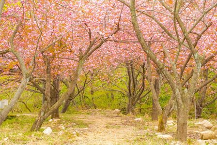 桜