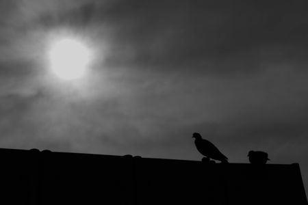 太陽と鳩