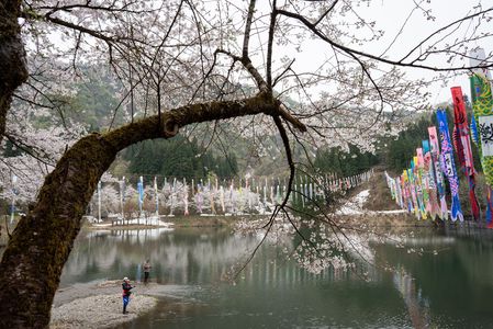 桜×鯉のぼり