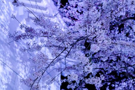 小田原城の夜桜