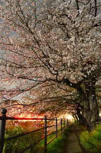 夜桜のアーチ