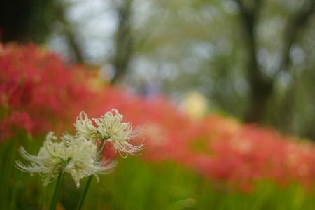 郷愁のはじまり