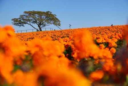 秋に埋もれたら