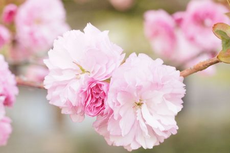 八重咲の桜その２
