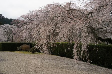 桜色の庭