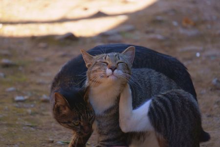 天高く馬肥ゆる秋