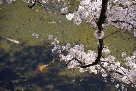 神田川の鯉桜