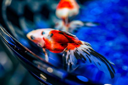 アートアクアリウム展2025。名古屋①