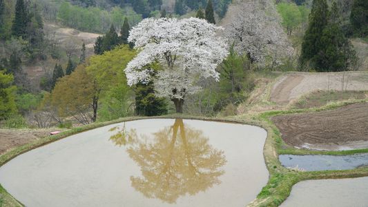 魚沼の春桜 2024