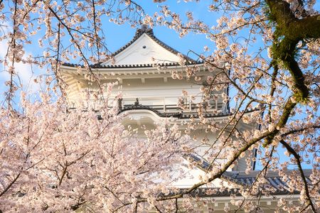 桜と小田原城