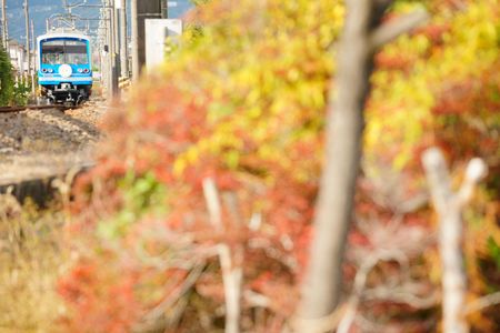 秋色大雄山線