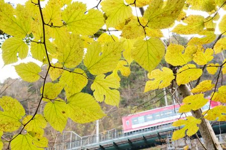 黄葉と登山電車