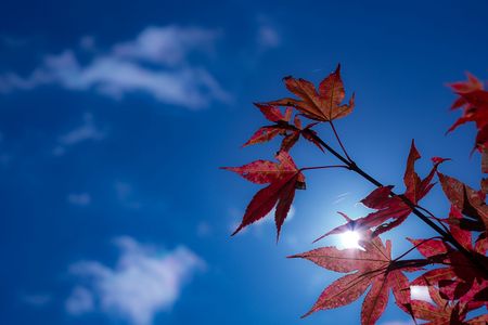 秋晴れと季節の名残