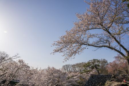 一本桜と松とのコラボレーション