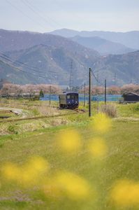 若桜鉄道、菜の花を透かしながら。