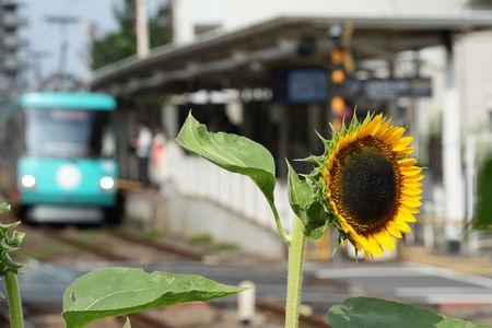 夏の花と世田谷線