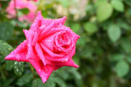 雨上がりのバラ